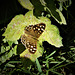 Speckled Wood butterfly.)