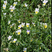 Viola arvensis groupe tricolor