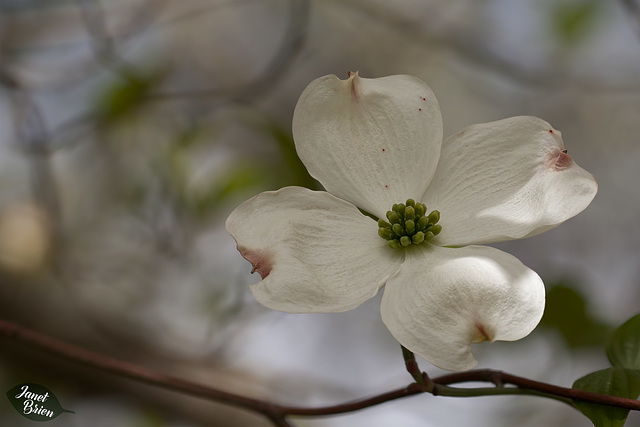 301/366: Lovely Dogwood Blossom