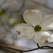 301/366: Lovely Dogwood Blossom