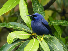 Purple Honeycreeper male, Asa Wright Nature Centre, Trinidad