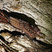 Oilbird / Steatornis caripensis, Dunston Cave, Asa Wright Nature Centre, Trinidad