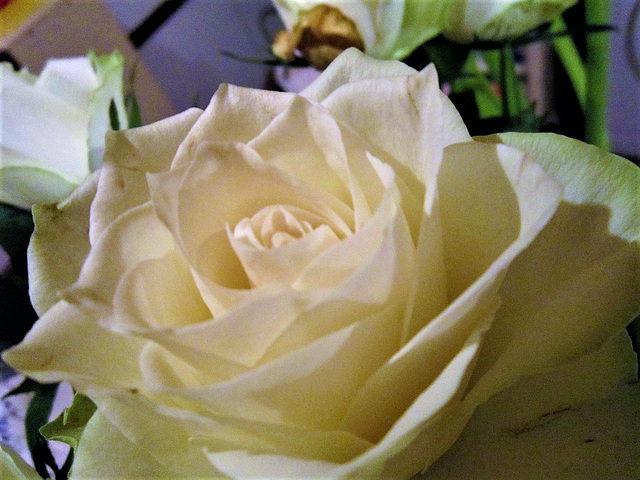 Beautiful white roses for birthday