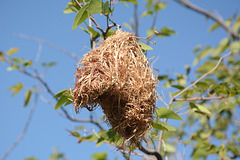 Namibia, The Nest of Sociable Weaver Birds in the Branches of a Tree at Etosha Safari Lodge Gondwana