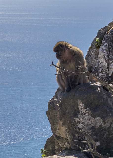 Barbary Macaque on Gibraltar