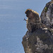 Barbary Macaque on Gibraltar