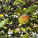 Bonsai Wild Apple Tree – Botanical Garden, Montréal, Québec