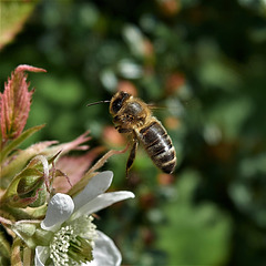 Hovering Bee!!