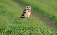 Hibou des marais /  short - eared Owl