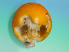 Can you see the Face of this Granadilla? With 1 PIP