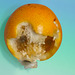 Can you see the Face of this Granadilla? With 1 PIP