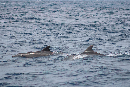 They Accompanied Us for Some of Our Journey