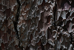 Sequoia Nat Park, Redwood texture