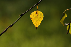 Silver Birch tree autumn leaf