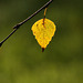Silver Birch tree autumn leaf