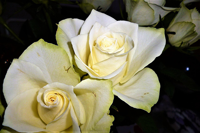 Superb white roses - perfect for pictures