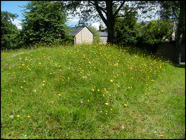 summery mound of uncut grass