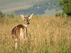 White-tailed Deer enjoying the sunshine