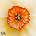 106/366: Heart of an Orange Cupped Daffodil