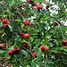 One of my apple trees with bright red apples