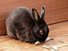 Pet bunny chewing on wood