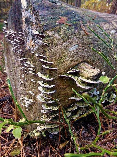 Log with fungi growing