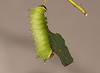 Chinese Moon Moth (Actias sinensis) caterpillar, fifth instar, and about 45-50mm long