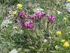 Pedicularis cenisia (ws.) - Mont-Cenis-Läusekraut