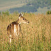 White-tailed Deer early morning