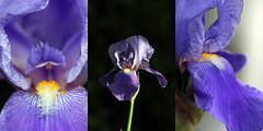 Flower triptychon