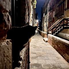 Venice 2022 – Night cat