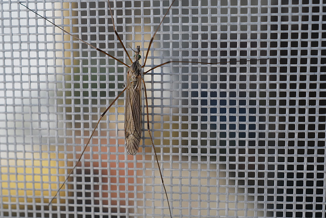 Tipula abdominalis, Penedos, aka Giant crane fly