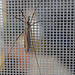 Tipula abdominalis, Penedos, aka Giant crane fly