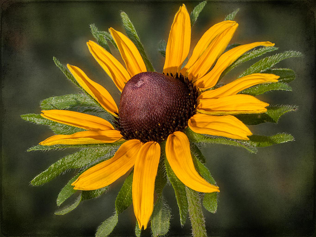 237/366: The Magnificent Black-Eyed Susan
