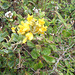 DSCN1673 - feijão-da-praia Sophora tomentosa, Fabaceae Faboideae