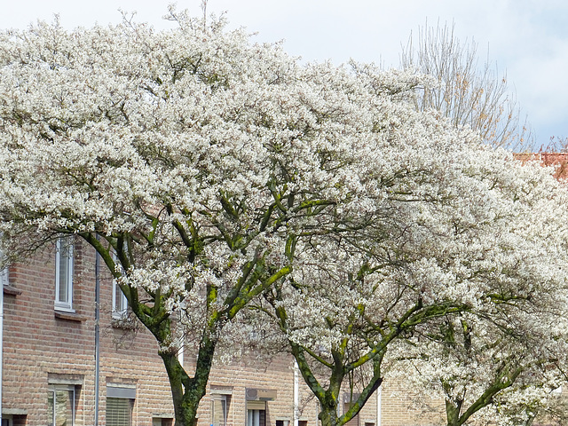 Amelanchier-trees  in bloom