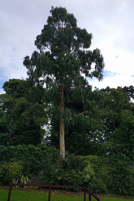 Eucalyptus Tree At Ardardan