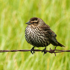 01 Red-winged Blackbird - female or juvenile