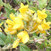 DSCN1673a - feijão-da-praia Sophora tomentosa, Fabaceae Faboideae
