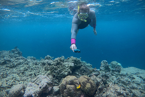 Photographing Clown Fish