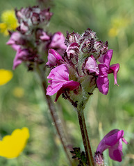 Pedicularis cenisia (ws.) - Mont-Cenis-Läusekraut