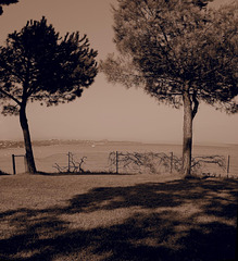 Two Trees (cropped)
