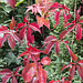 Red leaves and green