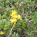 DSCN1674 - feijão-da-praia Sophora tomentosa, Fabaceae Faboideae