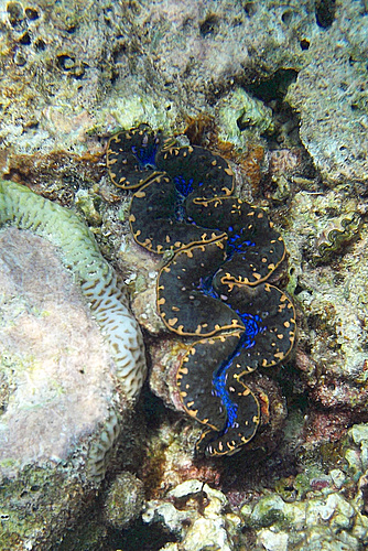 S'in a Giant Clam