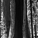 Sequoia Nat Park, BW
