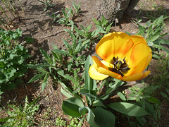 Flava tulipo  -  Żółty tulipan