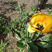 Flava tulipo  -  Żółty tulipan