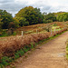 Quantock Autumn!