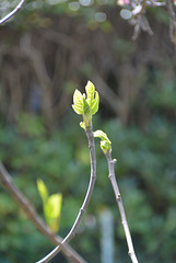 smallest fig leaf, jpeg version